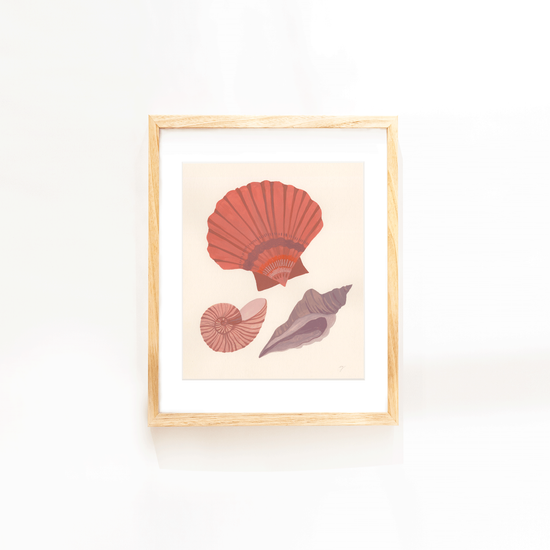 Seashell Study Print