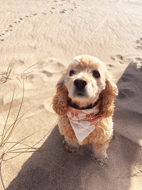 Quilt Bandana